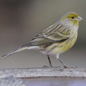 Serin des Canaries