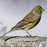 Serin des Canaries