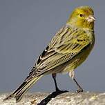 Serin des Canaries