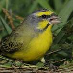 Serin du Mozambique