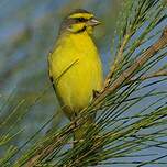 Serin du Mozambique