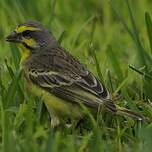 Serin du Mozambique