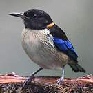 Tangara sucrier