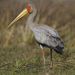 Tantale ibis