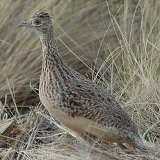 Tinamou de Darwin