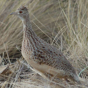 Tinamou de Darwin