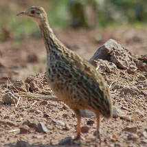 Tinamou tacheté