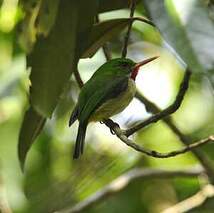 Todier de Jamaïque