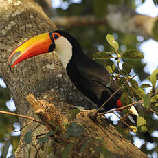 Toucan toco