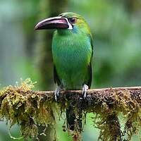 Toucanet à croupion rouge