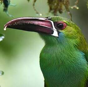 Toucanet à croupion rouge