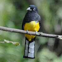 Trogon à tête noire