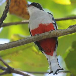 Trogon de Cuba