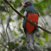 Trogon de Masséna