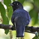 Trogon pattu