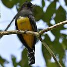 Trogon pattu