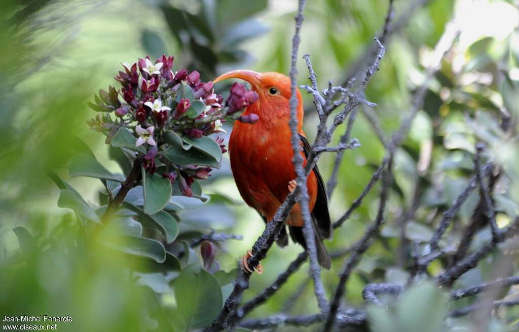 Iiwi rougeadulte, identification