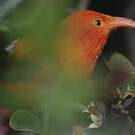 Iiwi rouge