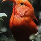 Iiwi rouge