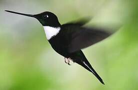 Collared Inca