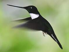 Collared Inca