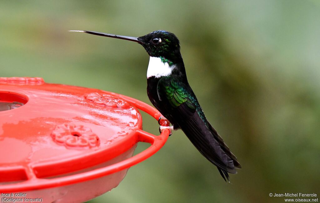 Collared Inca