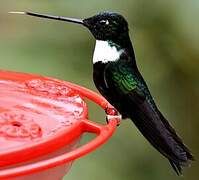 Collared Inca