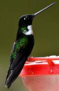 Collared Inca