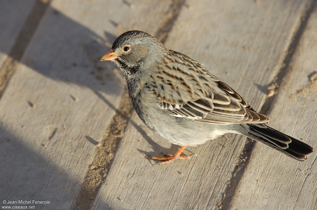 Mourning Sierra Finch