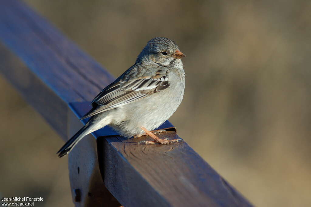 Mourning Sierra Finch