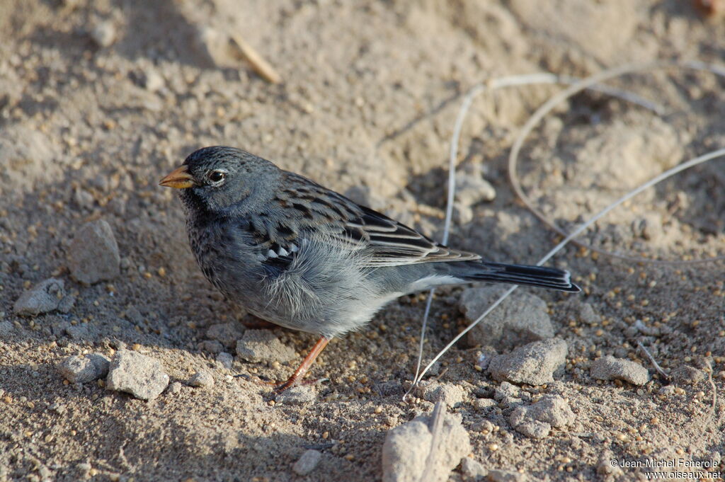 Mourning Sierra Finch