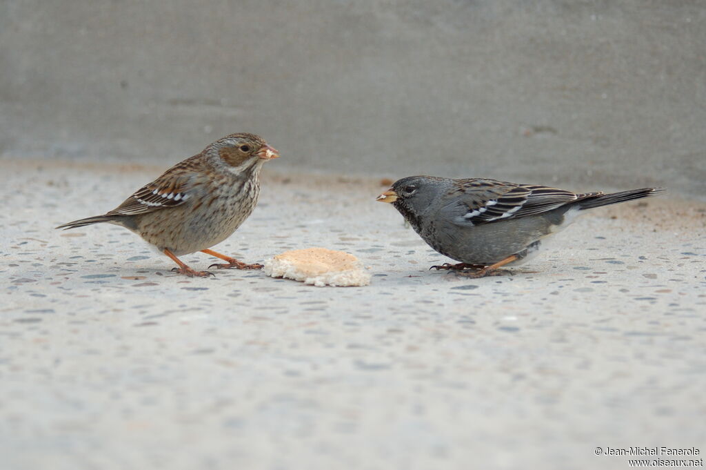 Mourning Sierra Finch