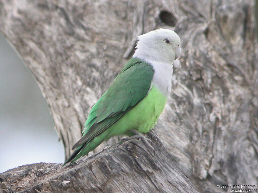 Grey-headed Lovebird male adult breeding