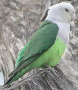 Grey-headed Lovebird