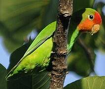 Red-headed Lovebird