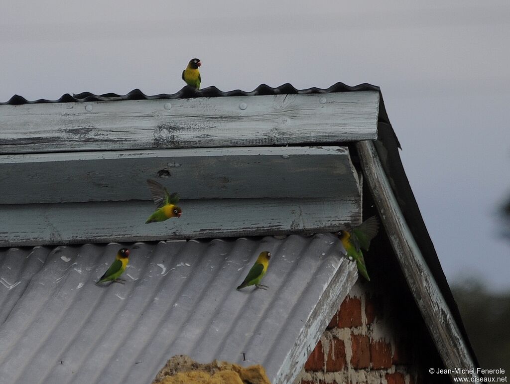 Yellow-collared Lovebird