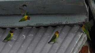 Yellow-collared Lovebird