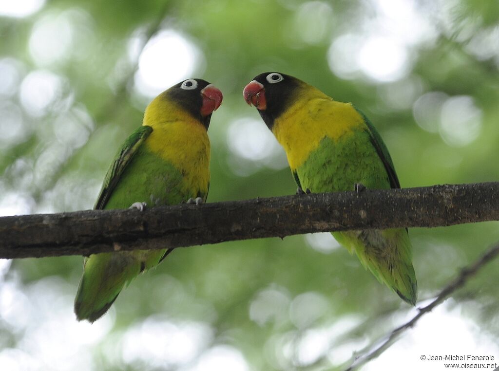 Yellow-collared Lovebird