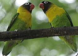 Yellow-collared Lovebird