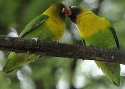 Yellow-collared Lovebird