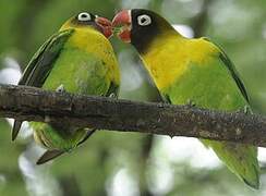 Yellow-collared Lovebird