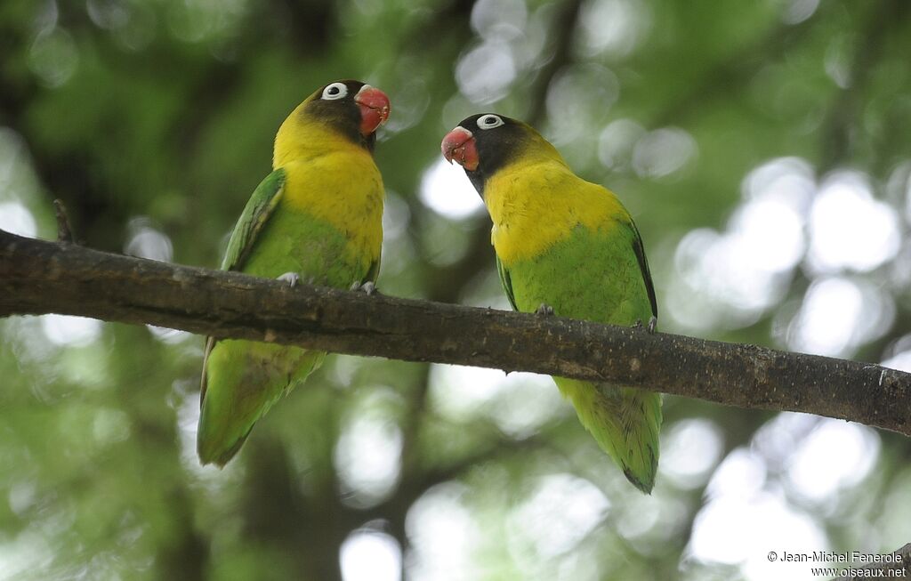 Yellow-collared Lovebird