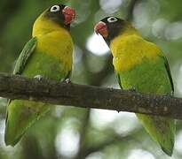 Yellow-collared Lovebird