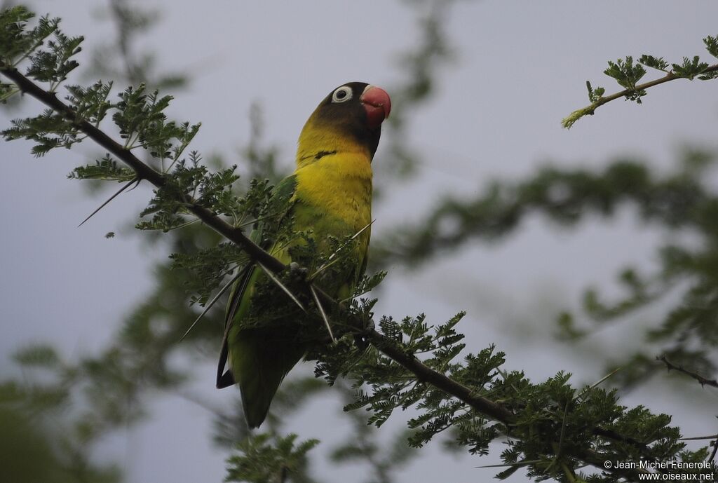 Yellow-collared Lovebird