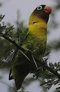 Yellow-collared Lovebird