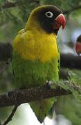 Yellow-collared Lovebird