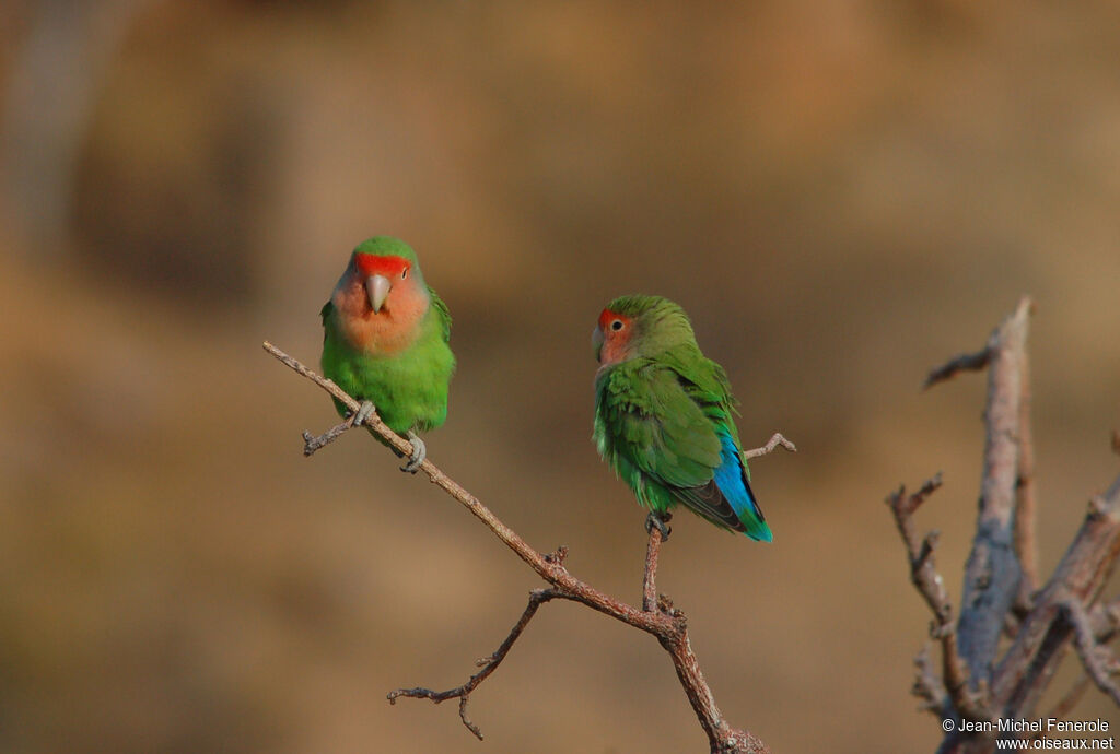 Rosy-faced Lovebird