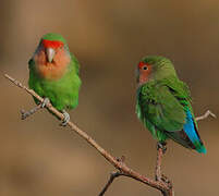 Rosy-faced Lovebird