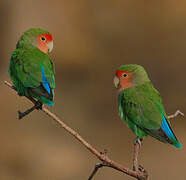 Rosy-faced Lovebird