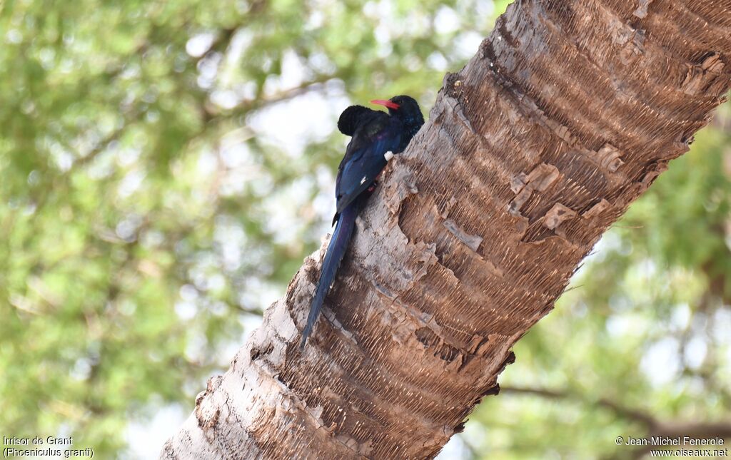 Grant's Wood Hoopoe